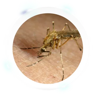 Close Up Mosquito Feeding PNG image