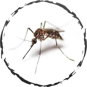Close Up Mosquito Image PNG image