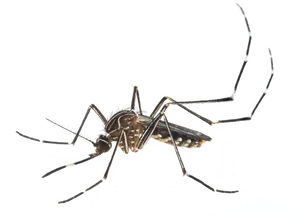 Close Up Mosquito Transparent Background PNG image