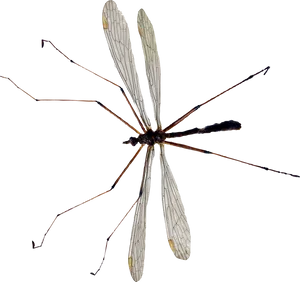 Close Up Mosquito Transparent Background PNG image
