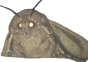 Close Up Moth Glowing Eyes