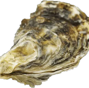 Close Up Oyster Shell PNG image