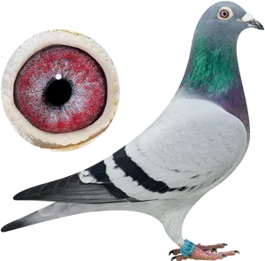 Close Up Pigeonand Eye PNG