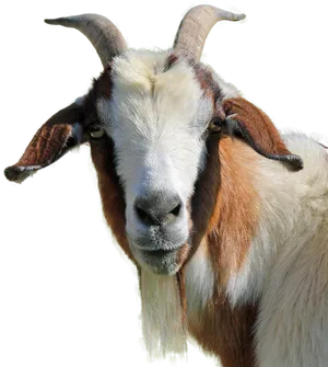 Close Up Portraitofa Goat PNG image