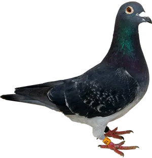 Close Up Portraitofa Pigeon PNG image