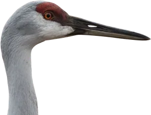 Close Up Sandhill Crane Head PNG