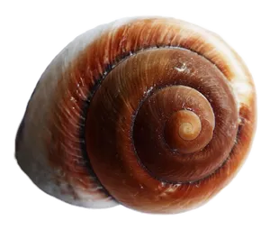 Close Up Sea Snail Shell PNG image