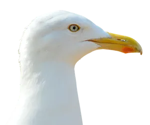 Close Up Seagull Profile PNG image