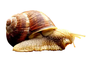 Close Up Snail Transparent Background.png PNG image