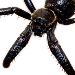 Close Up Spider Macro Photography