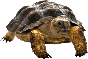 Close Up Tortoise Isolated Background.png PNG image