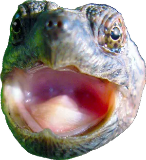 Close Up Turtle Mouth PNG image