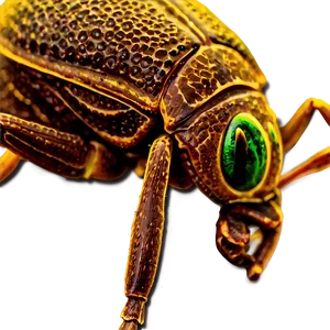 Close-up Weevil Detail PNG Xvc PNG