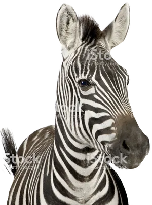 Close Up Zebra Portrait PNG image