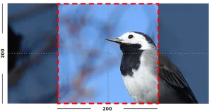 Close Upof Blackand White Woodpecker PNG image