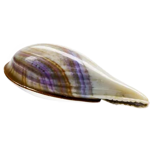Closed Clam Shell Png 05242024 PNG image