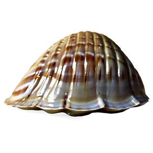 Closed Clam Shell Png Dij32 PNG image