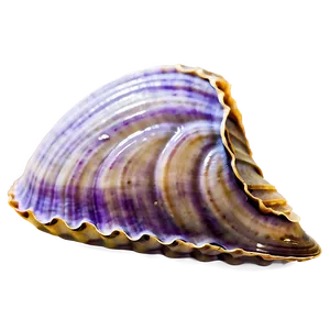 Closed Clam Shell Png Wqr PNG image