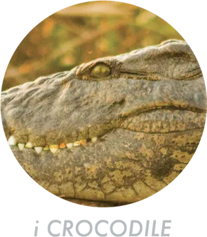 Closeup Crocodile Eyeand Teeth PNG image