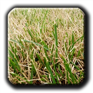 Closeup Green Grass Texture PNG image