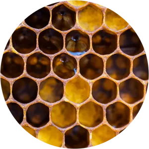 Closeup Honeycomb Texture