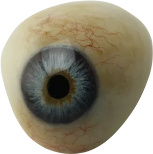 Closeup Human Eye Detail