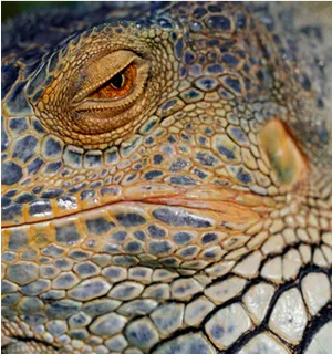 Closeup Iguana Eyeand Skin Texture.jpg PNG image