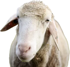 Closeup Portraitofa Sheep PNG image