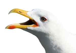 Closeup Seagull Vocalizing.jpg PNG image