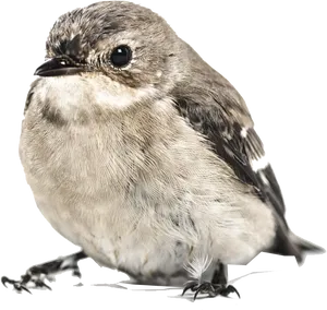 Closeup Sparrow Isolated Background.png PNG image