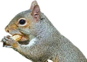 Closeup Squirrel Eating Nut.jpg