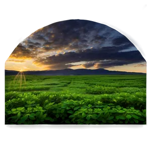 Clover Field Sunset Png Ypg62 PNG image