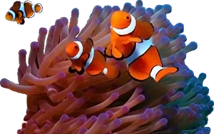 Clownfish Amidst Anemone PNG image