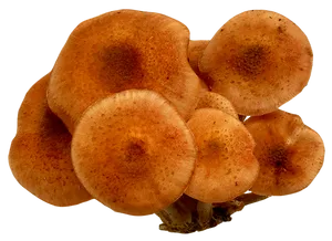 Clustered Brown Mushrooms.png PNG image