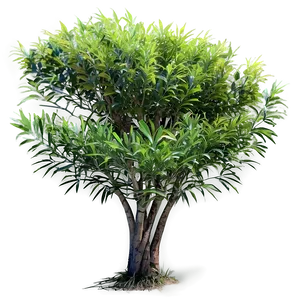 Coastal Bush Png 64 PNG image