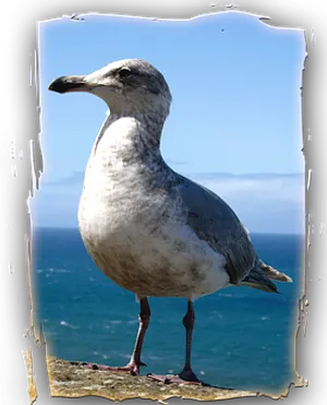 Coastal Seagull Standing PNG image