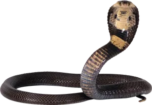 Cobra Snake Defensive Pose PNG image