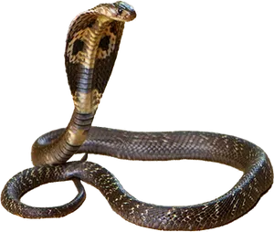 Cobra Snake Displaying Hood PNG image