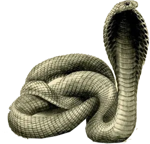 Cobra Snake Raised Hood PNG image