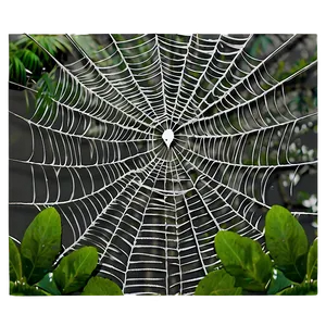 Cobweb Canopy Forest PNG 15