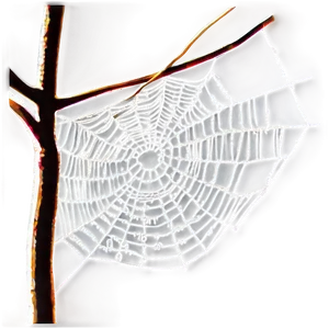 Cobweb On Branches PNG Dkx