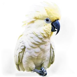 Cockatoo Bird White PNG 05032024