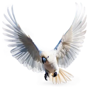 Cockatoo Bird White PNG Onk