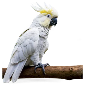 Cockatoo Bird White Png Tve PNG image