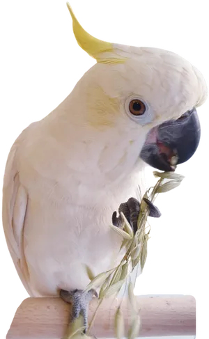 Cockatoo Enjoying Snack PNG image