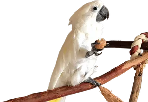 Cockatoo Holding Nut Perch PNG image