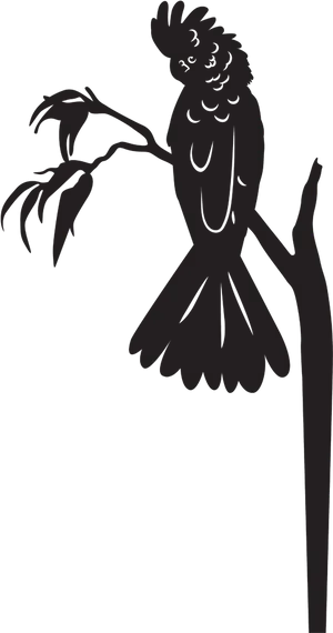 Cockatoo Silhouetteon Branch PNG image