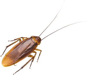 Cockroach Isolatedon Blue Background.png PNG image
