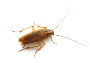Cockroach Transparent Background.png PNG image