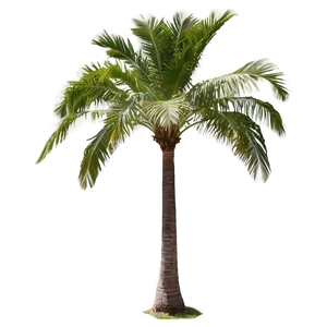 Coconut Palm Tree Png 04292024 PNG image